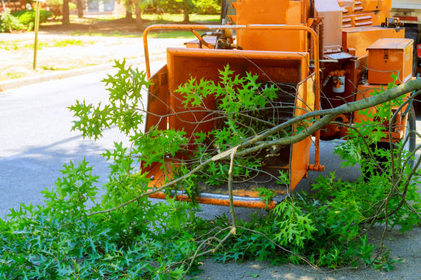 Best Dead Tree Removal  in Fuquay Varina, NC